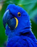 Guacamayo Azul